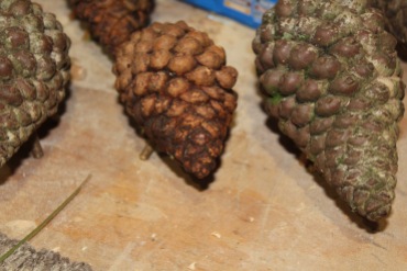 Pine cones small